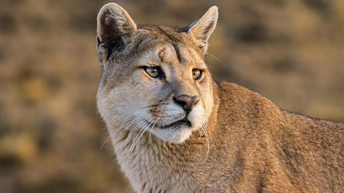 Der Kopf eines Pumas, er schaut nach rechts. Der Bildausschnitt reicht bis zu seinen Schultern. 