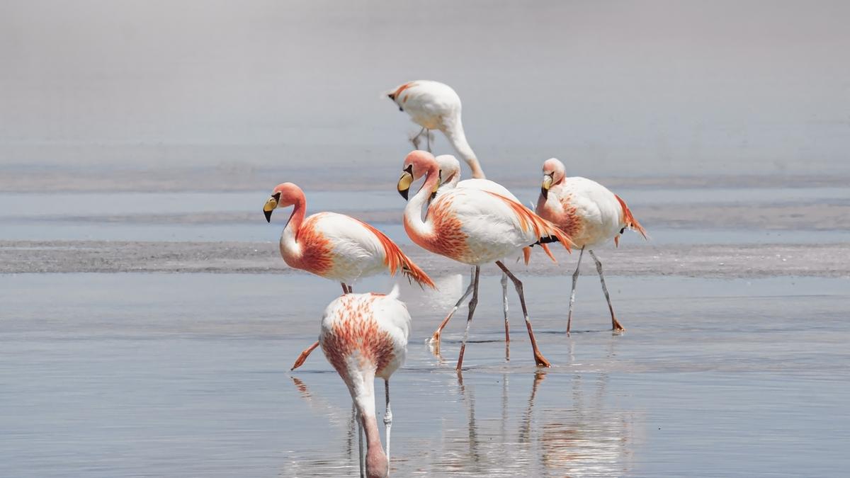 Sechs Flamingos stehen im flachen Wasser. Zwei halten den Kopf unter Wasser um zu fressen.