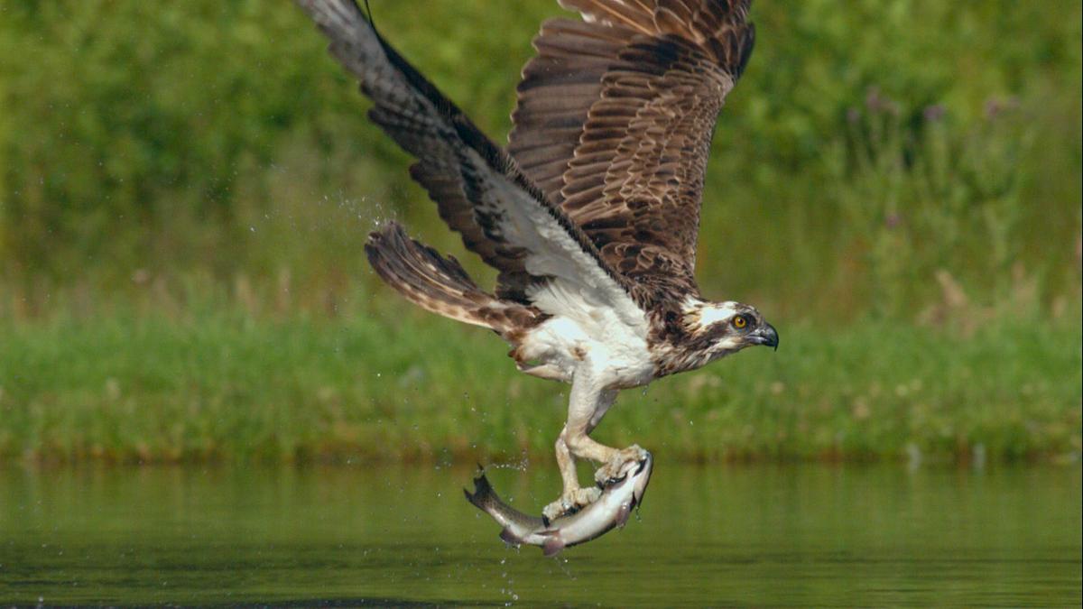 Ein Fischadler fliegt knapp über der Wasseroberfläche, in seinen Krallen hält er einen Fisch.