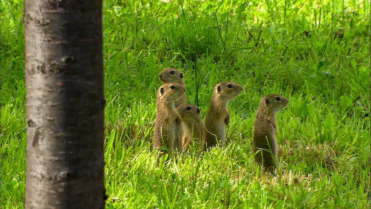 © ORF/Power of Earth/Kurt Mündl Fünf Ziesel stehen aufgerichtet auf den Hinterpfoten auf einer Wiese. Ein Baumstamm befindet sich links im Bild.