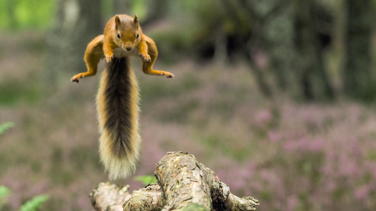 Ein Eichhörnchen springt in die Luft, der buschige Schwanz zeigt nach unten. Im Hintergrund sind verschwommen violett blühende Pflanzen erkennbar.