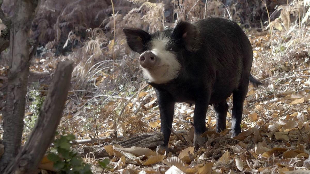 Ein pelziges schwarzes Schwein mit einer hellen Gesichtsmaske. Der Boden ist mit trockenem Laub bedeckt.