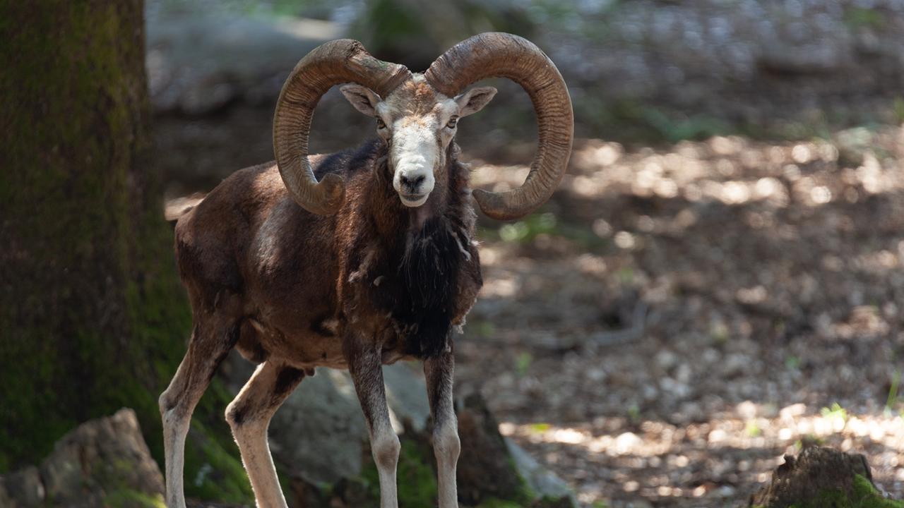 Ein Mufflon Widder mit großen, geschwungenen Hörnern im Wald.