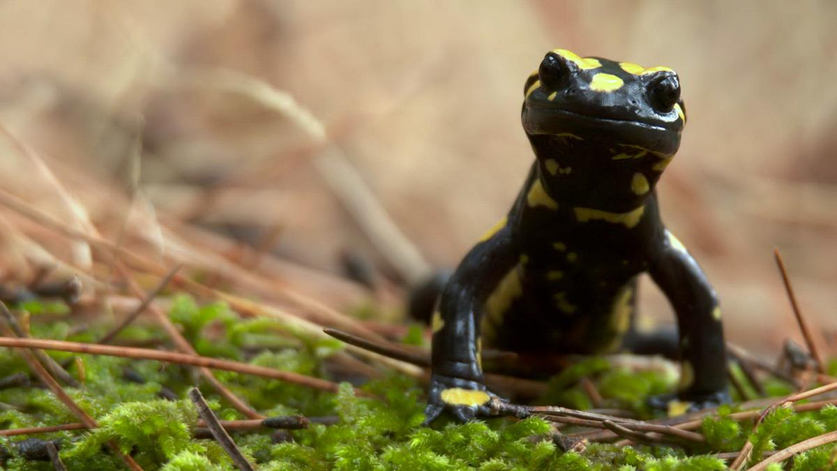 Ein schwarzer Feuersalamander mit gelben Flecken von vorne fotografiert. Der Boden ist mit Moos bedeckt, auch einige trockene Kiefernadeln liegen darauf.