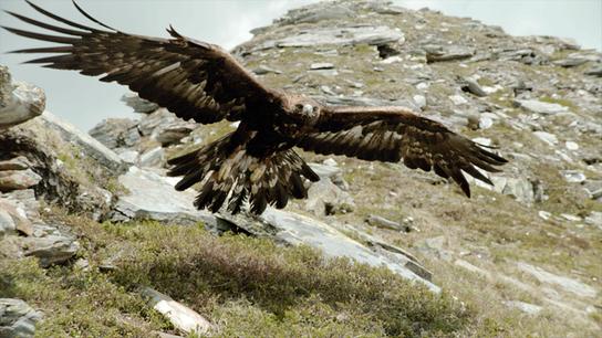 Ein Steinadler hebt mit weit ausgebreiteten Schwingen von einem Felsen ab. Im Hintergrund befindet sich eine Geröllhalde.