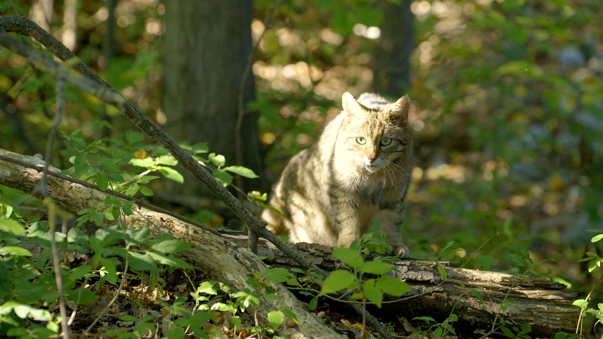 Eine Wildkatze sitzt auf einem toten, umgestürzten Baum im Wald, kleine Baumtriebe wachsen im Vordergrund des Fotos.
