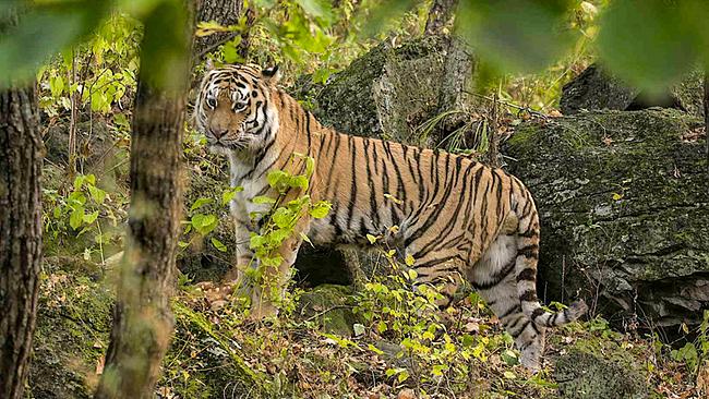 Ein Sibirischer Tiger im Laubwald, hinter ihm sind Felsen zu erkennen.
