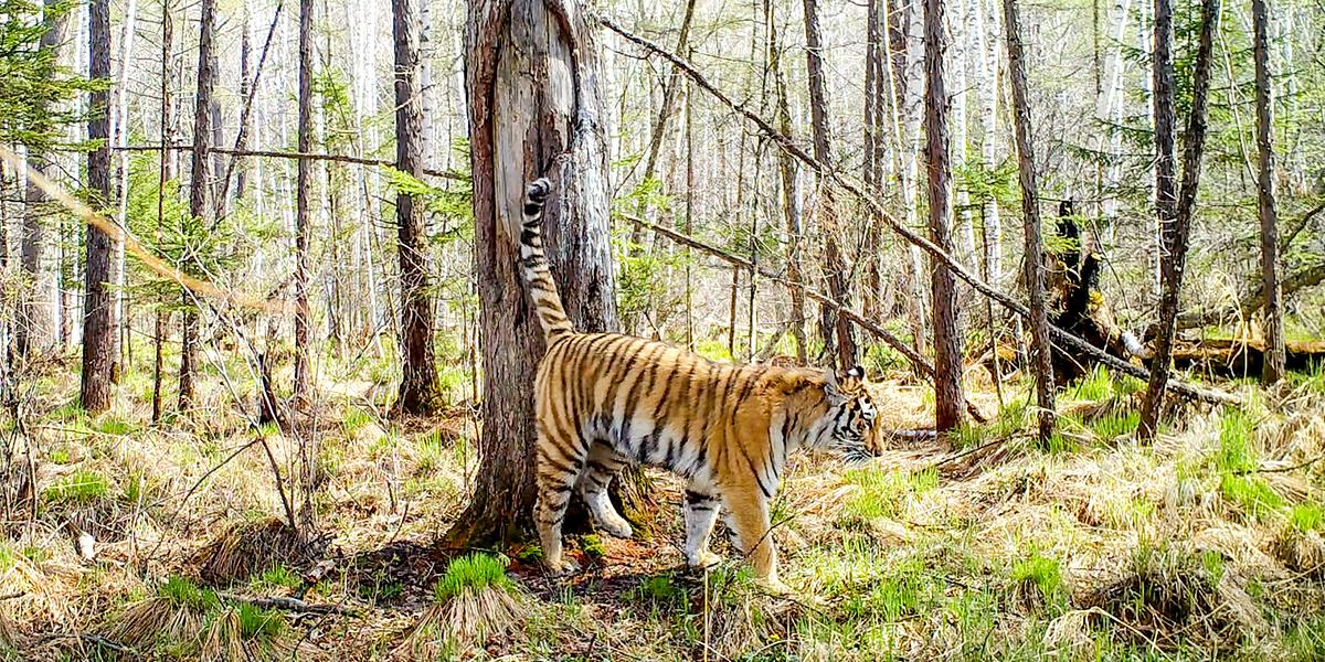 Ein Sibirischer Tiger markiert mit gehobenem Schwanz einen Baumstamm im Wald.