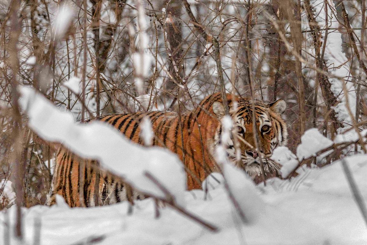 Ein Sibirischer Tiger im verschneiten Unterholz.