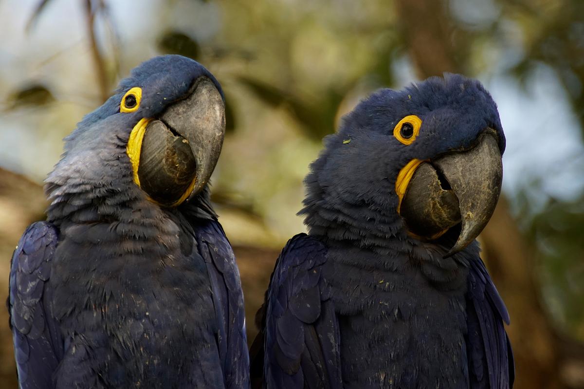 Zwei blaue Hyazinth-Aras nebeneinander, der Bildausschnitt reicht bis zur Brust der Vögel. Die unbefiederte Haut um die Augen und am Unterschnabel ist leuchtend gelb.