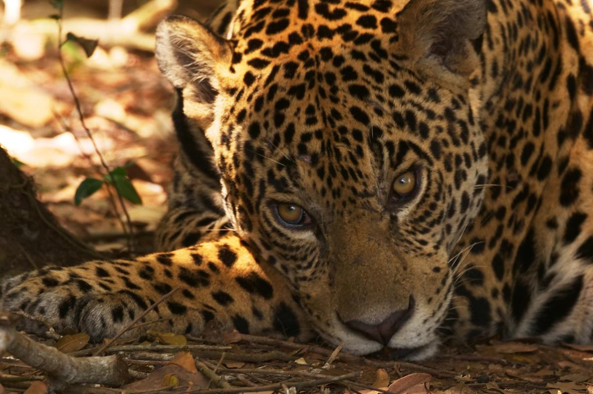 Großaufnahme eines Jaguars. Sein Kopf ruht auf einer Vorderpfote, das Kinn liegt am Boden auf.