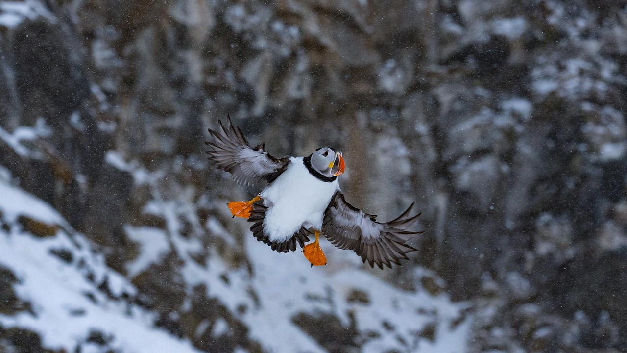 Ein Papageientaucher mit ausgebreiteten Flügeln und abgespreizten Beinen scheint vor einer schneebedeckten Felswand in der Luft zu schweben. Sein weißer Bauch ist ganz erkennbar.