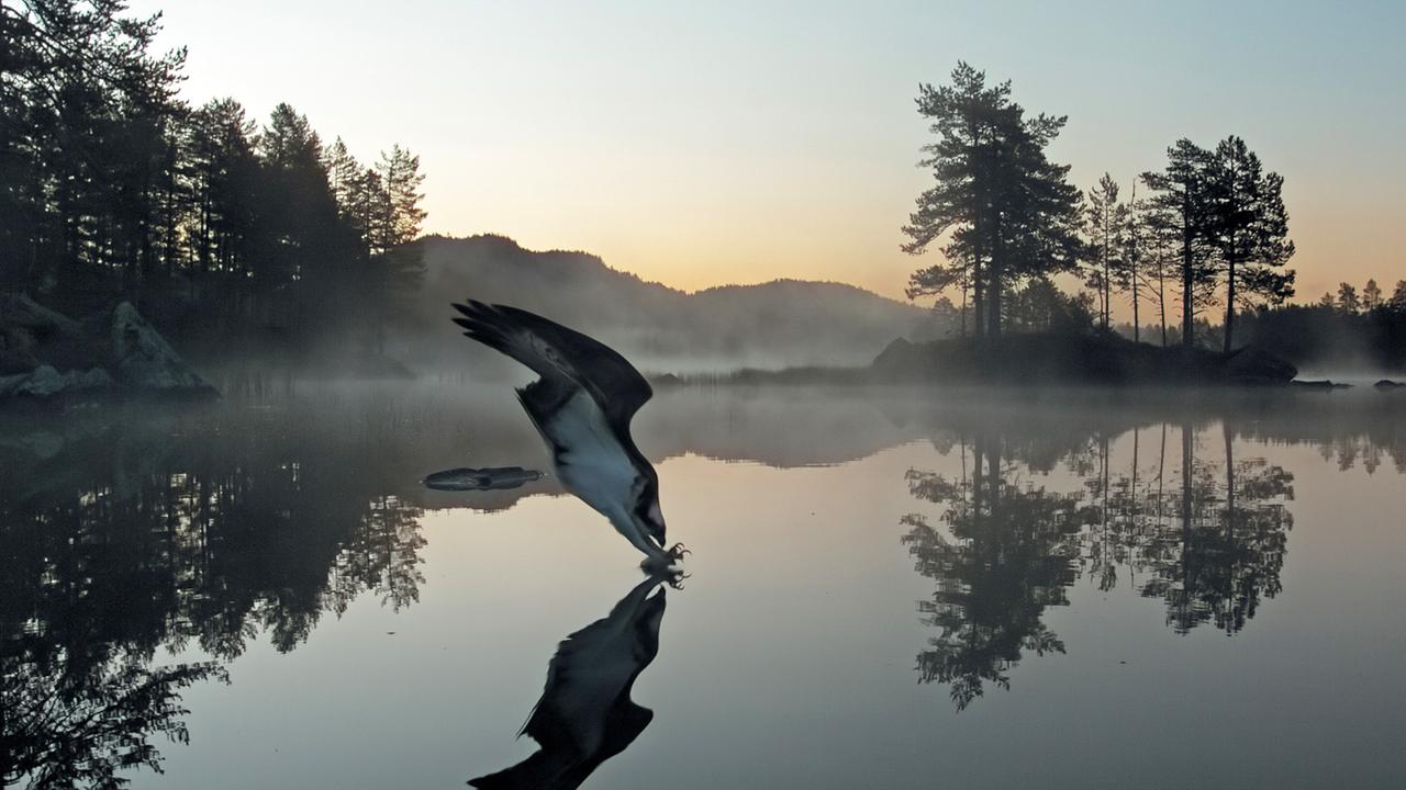 Ein Fischadler, kurz bevor er die Wasseroberfläche berührt. Die Oberfläche des Sees ist komplett glatt, Fischadler, Bäume und Hügel werden gespiegelt. Leicher Nebel liegt über dem Wasser.
