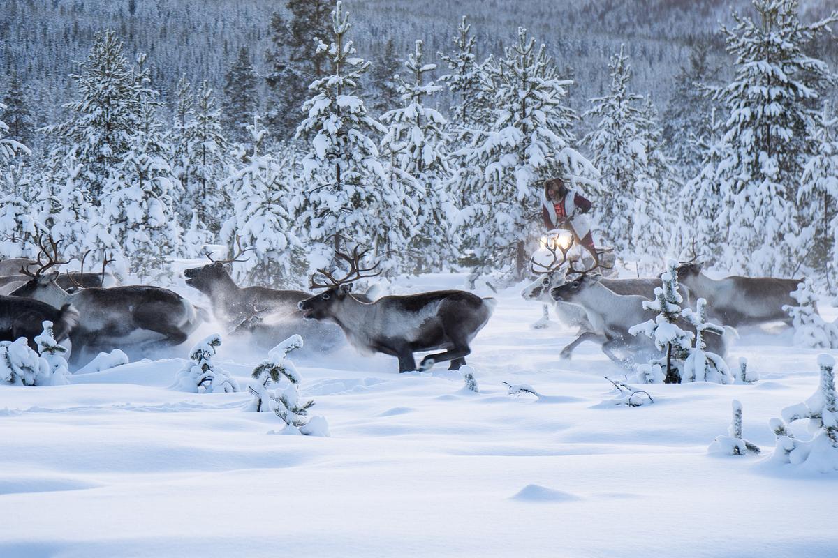 Eine Herde Rentiere läuft durch den tief verschneiten Wald, eine Frau auf einem Schneemobil treibt sie von rechts nach links.
