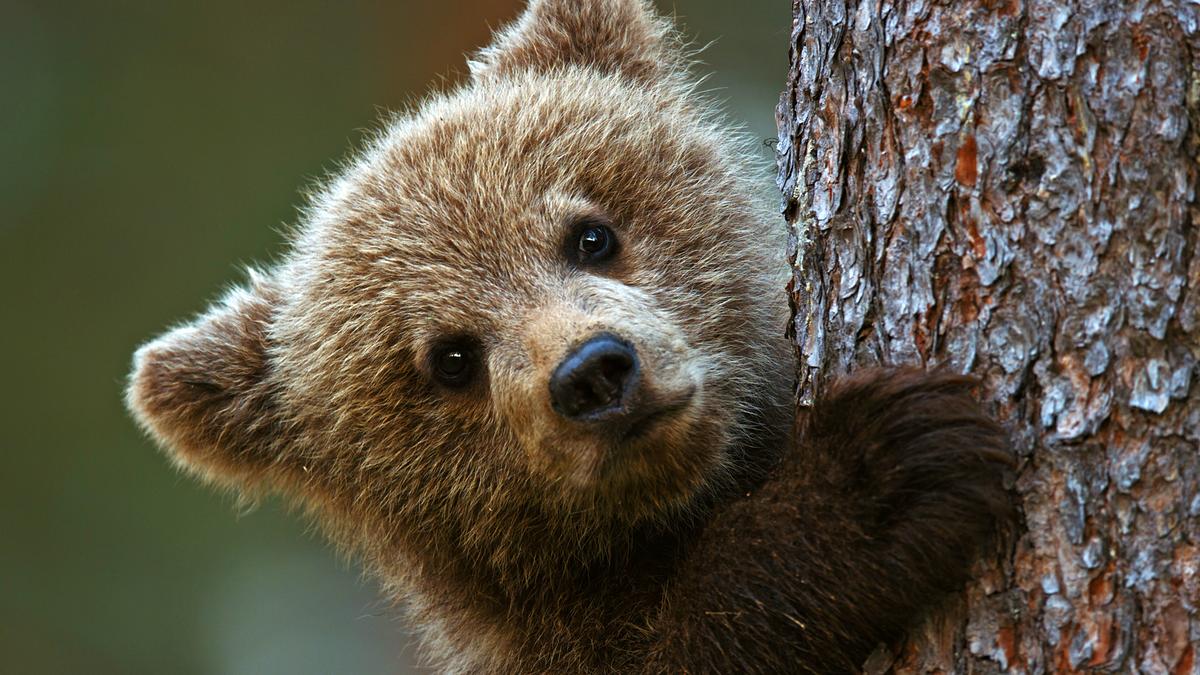 Großaufnahme des Kopfs eines kleinen Braunbären, mit der rechten Tatze hält er sich an einem Baumstamm fest.