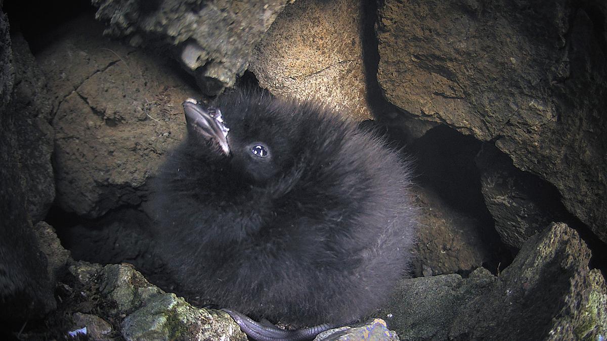 Ein Vogelküken blickt in seiner Bruthöhle zwischen Felsen nach oben. Es gleicht einem flauschigen, schwarzen Bällchen.