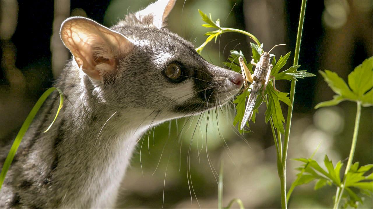 Eine Ginsterkatze schnuppert an einer Heuschrecke, die auf einer Pflanze sitzt. Sie hat eine spitze Schnauze und große, runde Ohren.