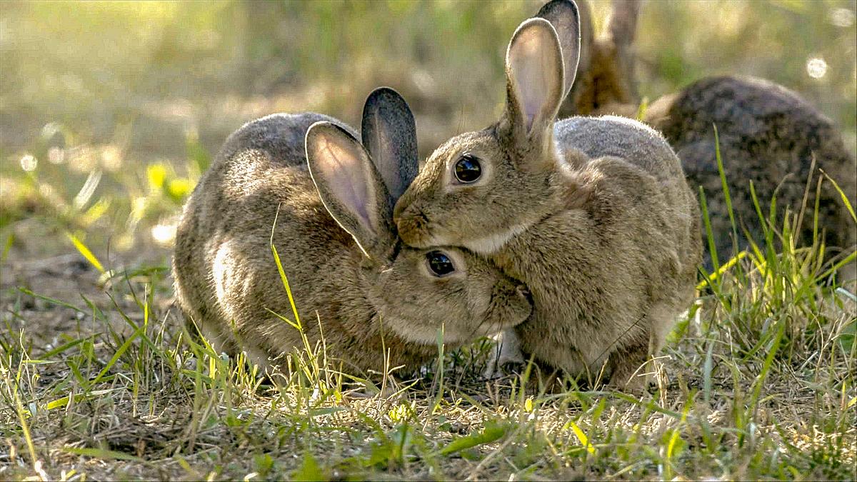 Zwei Kaninchen eng nebeneinander, das linke hat den Kopf unter das Kinn des rechten geschmiegt. Im Hintergrund ist ein weiteres Kaninchen erkennbar.
