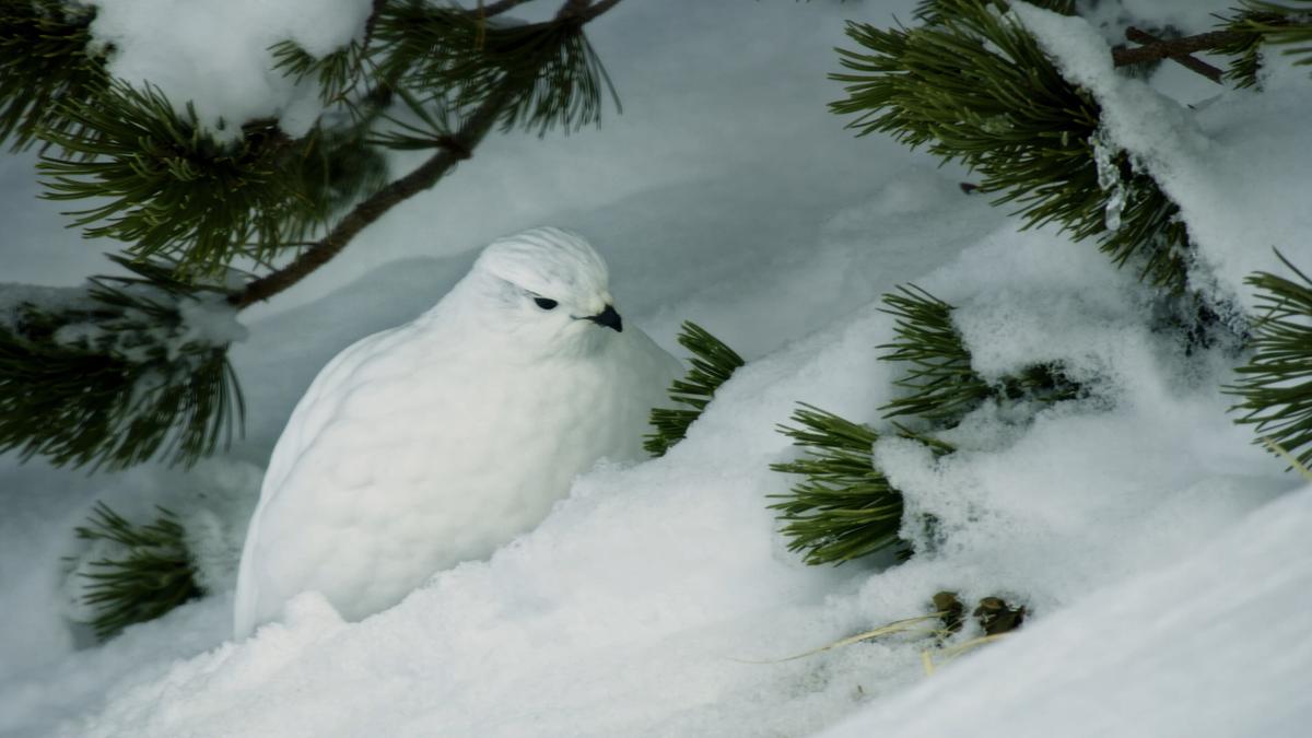 © ORF/Wega Film/Blue Danube Media Ein weißes Schneehuhn sitzt im Schnee unter dem Ast eines Nadelbaums.
