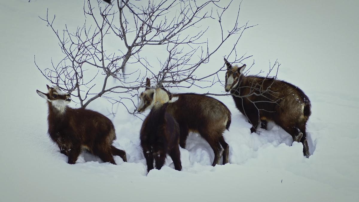 © ORF/Wega Film/Blue Danube Media Vier junge Gämsen stehen bis zum Bauch im Schnee, sie fressen an einem blattlosen Strauch.