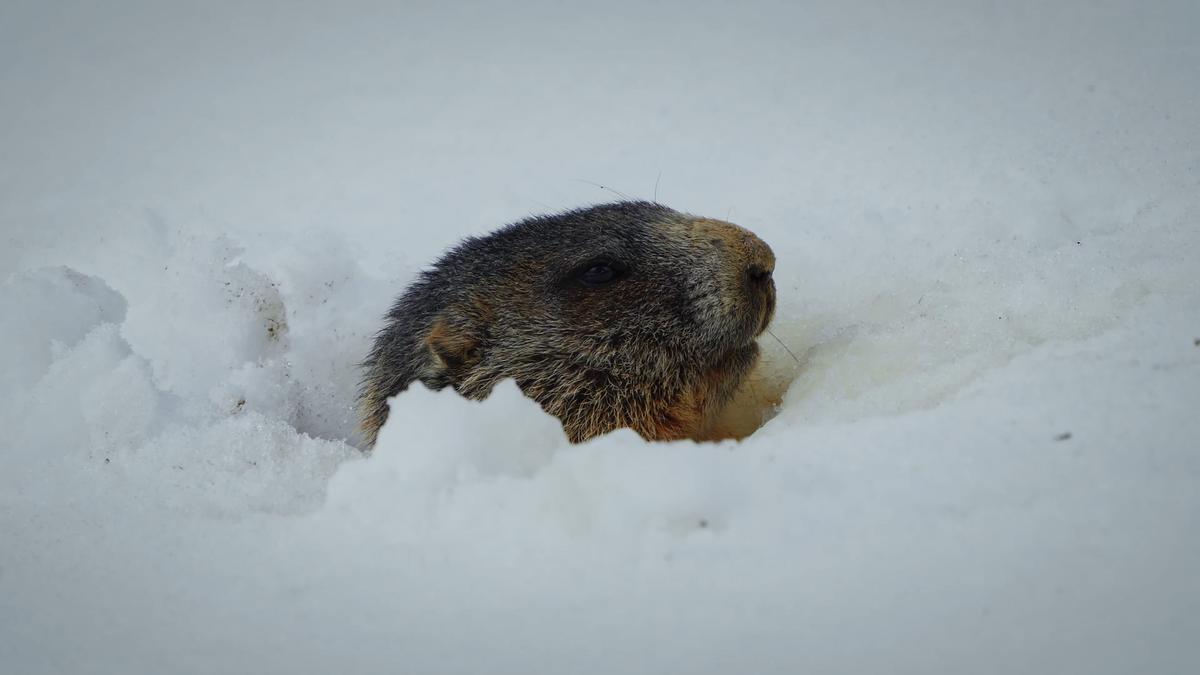 © ORF/Wega Film/Blue Danube Media Nur der Kopf eines Murmeltiers schaut aus dem Schnee.