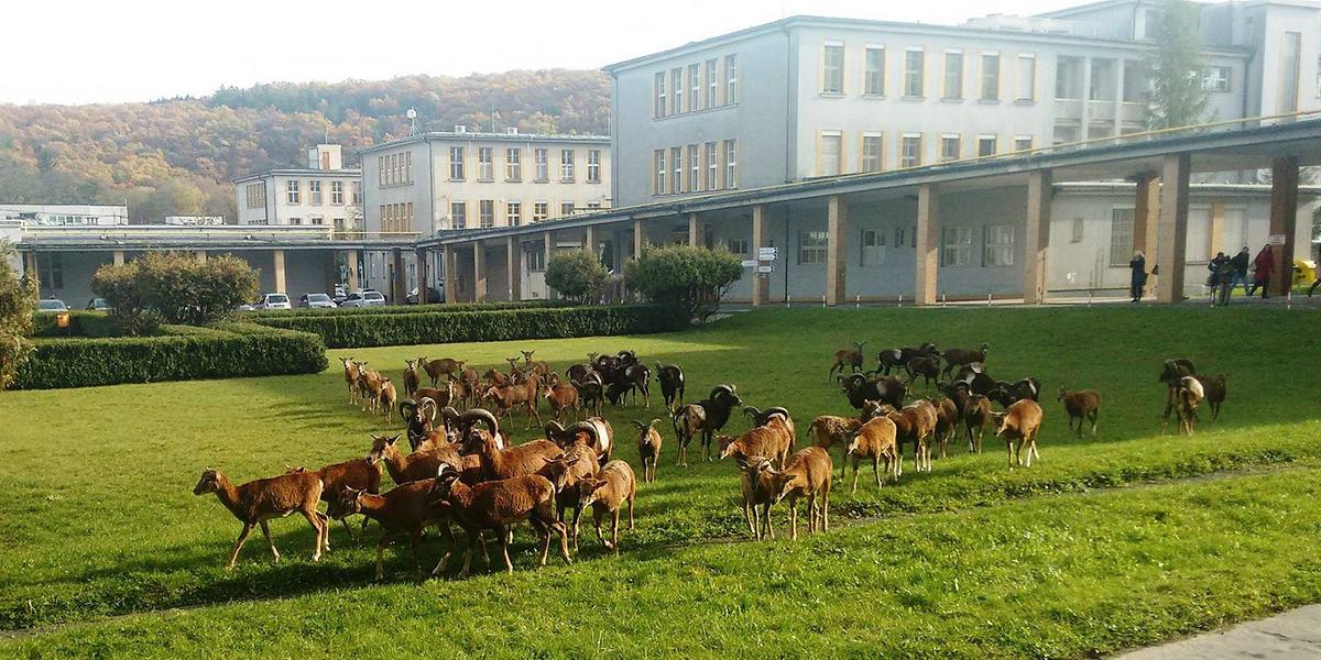 © ORF/Kuli Film/Jiří Petr Eine Herde Mufflons auf einer grünen Wiese vor den Gebäuden eines Krankenhauses