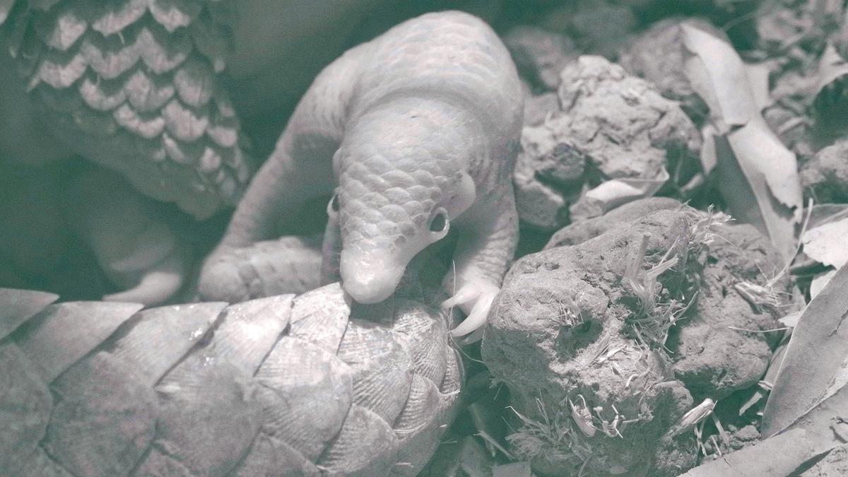 Eine schwarz-weiß Aufnahme eines neugeborenen Pangolins. Es sitzt auf dem Schwanz seiner Mutter.