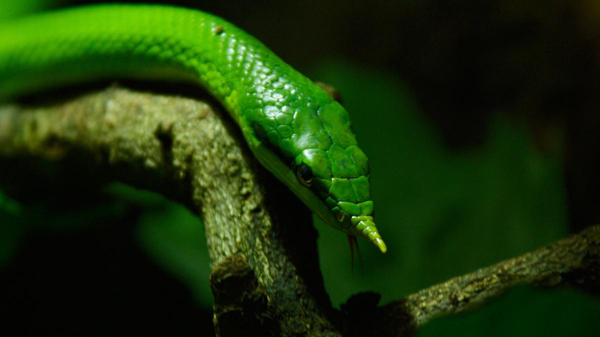 Eine leuchtend grüne Schlange mit einem spitzen Schnauzenfortsatz auf einem Ast