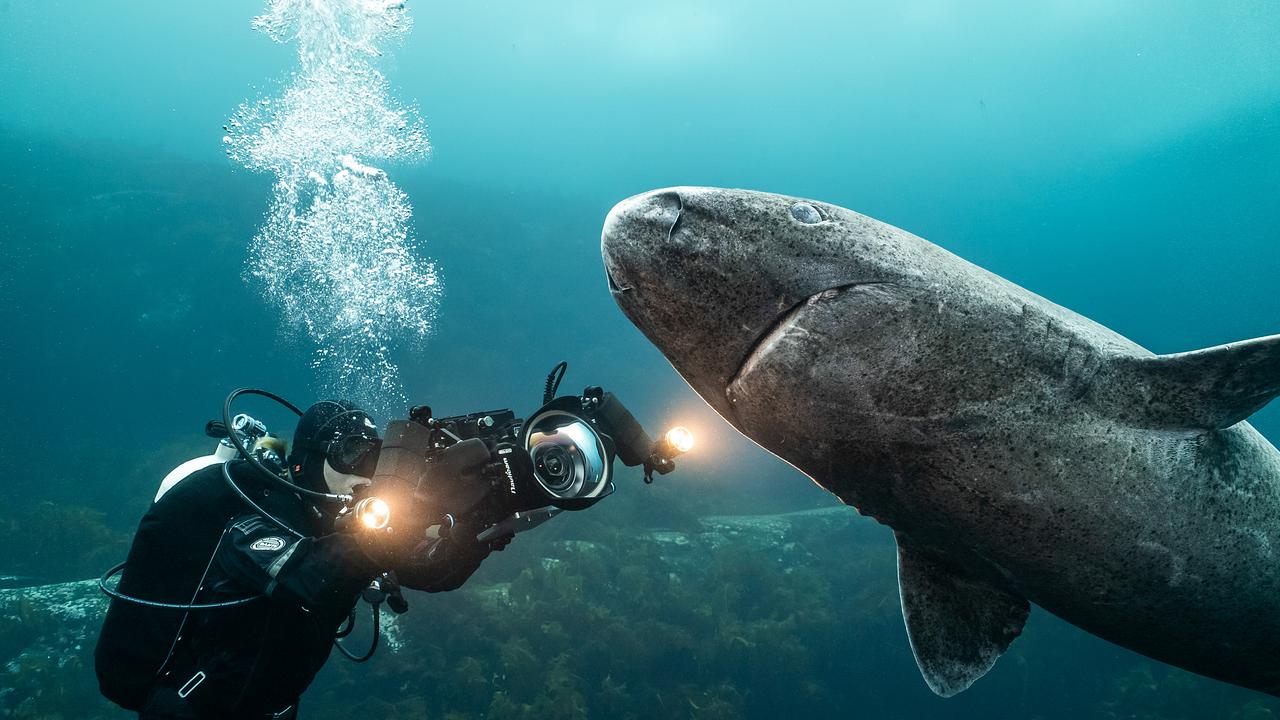 Links im Bild die Kamerafrau, sie filmt einen Eishai. Luftblasen steigen von ihrem Atemgerät auf. Der Hai befindet sich rechts im Bild, der Schwanz ist durch den Bildausschnitt abgeschnitten. Das Wasser ist türkis und klar.