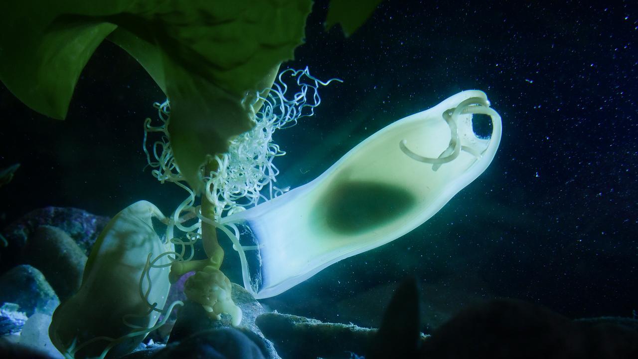 Eine gelbliche, durchscheinende Kapsel, darin die Umrisse eines Hai-Embryos. Das Ei hat sich im Seetang verfangen. Das umgebende Wasser ist schwarz.