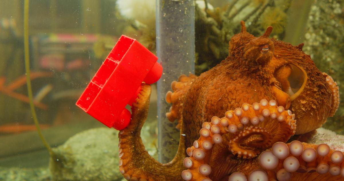 Ein orange-brauner Oktopus, der mit dem Fangarm einen roten Lego-Baustein hält.