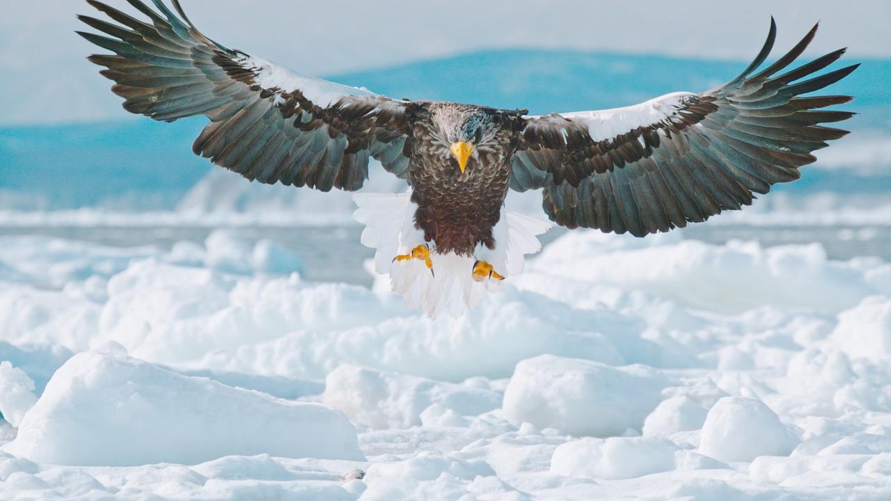 Ein Riesenseeadler hebt frontal zur Kamera ausgerichtet von einer verschneiten Ebene ab, gefrorene Schneeklumpen liegen auf der Oberfläche.
