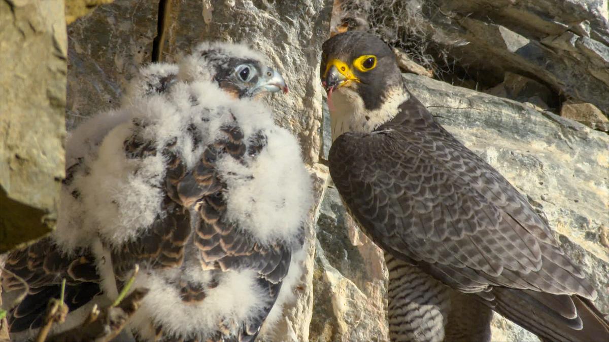 Ein erwachsener Wanderfalke vor einem Felsvorsprung, auf dem sich ein Junges befindet. Der Federwechsel hat bereits eingesetzt. Ein zweiter Jungvogel wird vom ersten fast vollständig verdeckt.