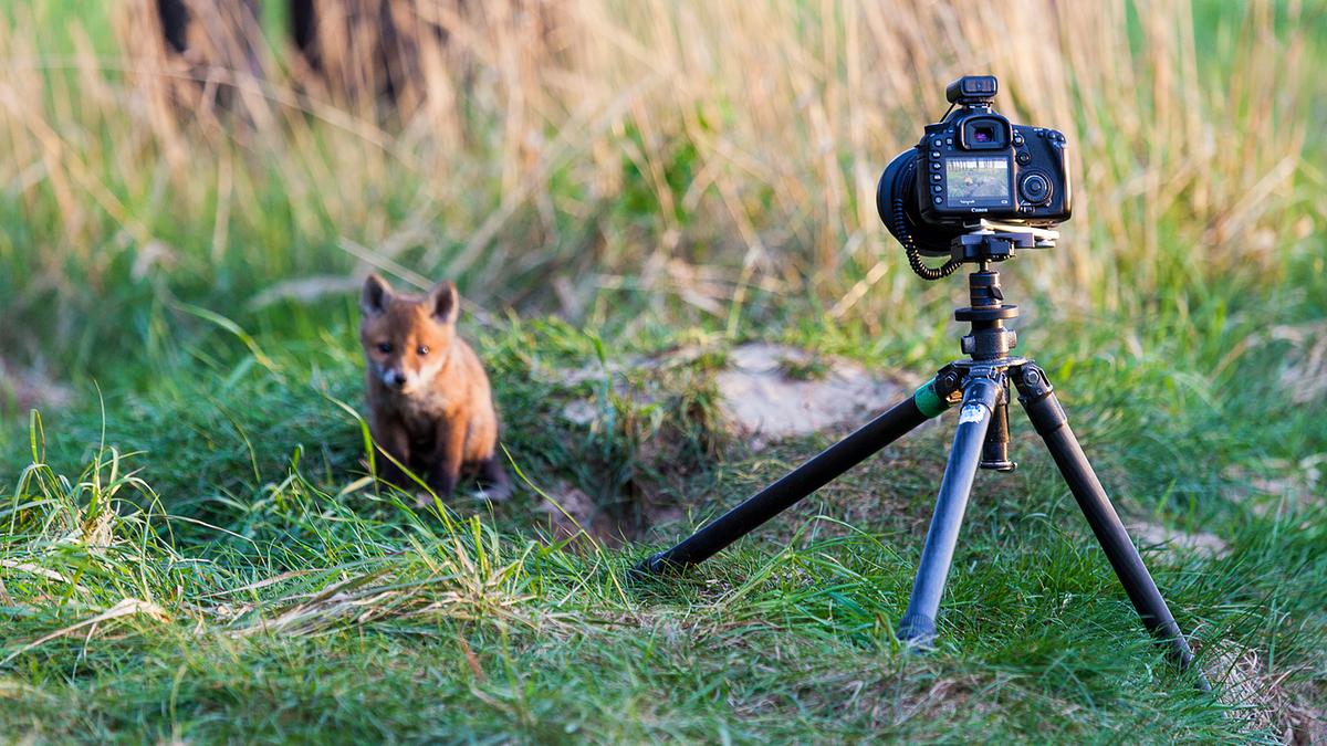 Ein Fuchswelpe sitzt im Gras, im Vordergrund ist eine Kamera auf einem Stativ auf ihn gerichtet.
