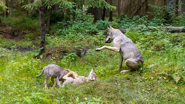 Zwei Wolfswelpen rangeln am Waldboden, einer liegt am Rücken, der Kopf des anderen wird von den Beinen des Geschwisters verdeckt. Ein erwachsener Wolf sitzt rechts daneben und hat die linke Vorderpfote erhoben.