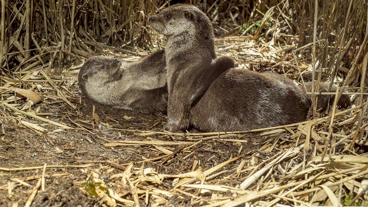 Zwei Otter zwischen trockenen Halmen. Ein Tier sitzt mittig, das andere liegt links davon und hat seinen Schwanz um die Schultern des Sitzenden geschlungen.