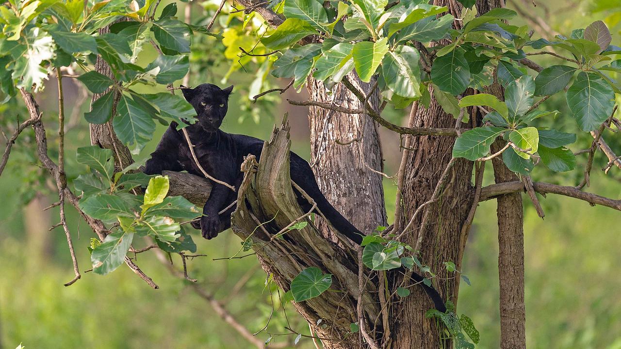 Ein schwarzer Panther liegt in der Astgabel eines Laubbaums.
