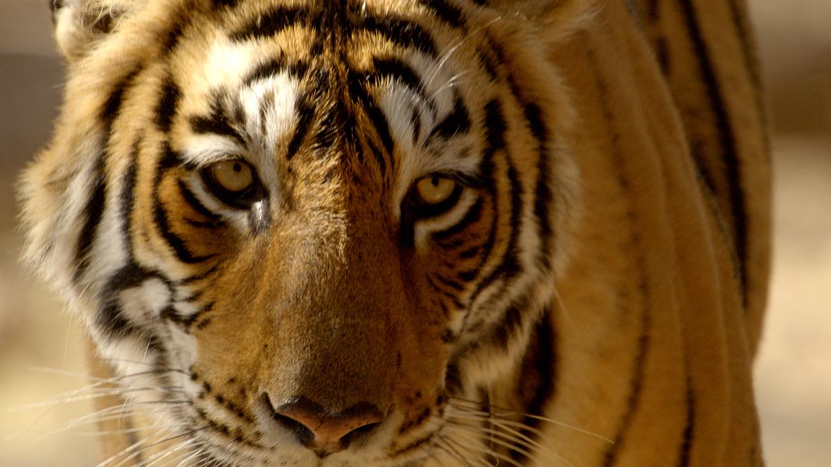 Die Großaufnahme des Gesichts eines Tigers. Ohren und Schnauze sind durch den Bildausschnitt abgeschnitten.