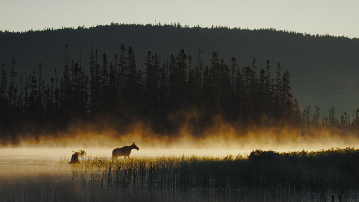 Ein Elch watet im Morgenlicht durchs seichte Wasser, Nebel steigt von der Wasseroberfläche auf.