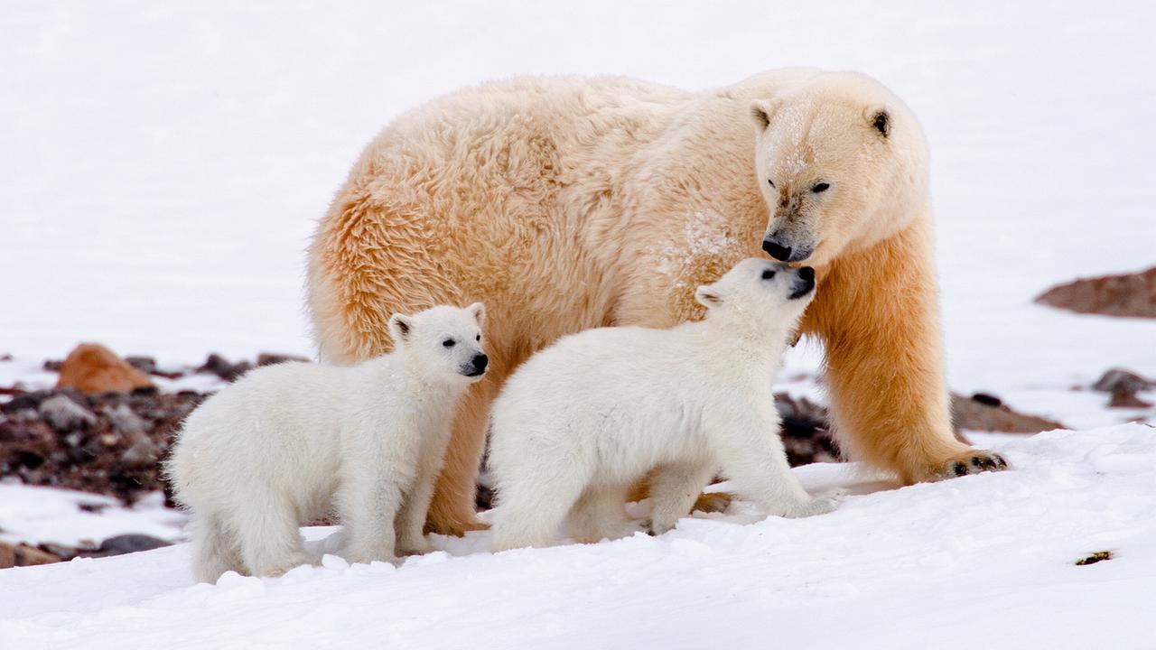 © ORF/NDR Naturfilm/Asgeir Helgestad Eine Eisbärin mit ihren zwei Jungen, sie berührt eines davon mit der Nase am Kopf. Die Jungen sind weiß, die Mutter hat einen semmelblonden Farbton.