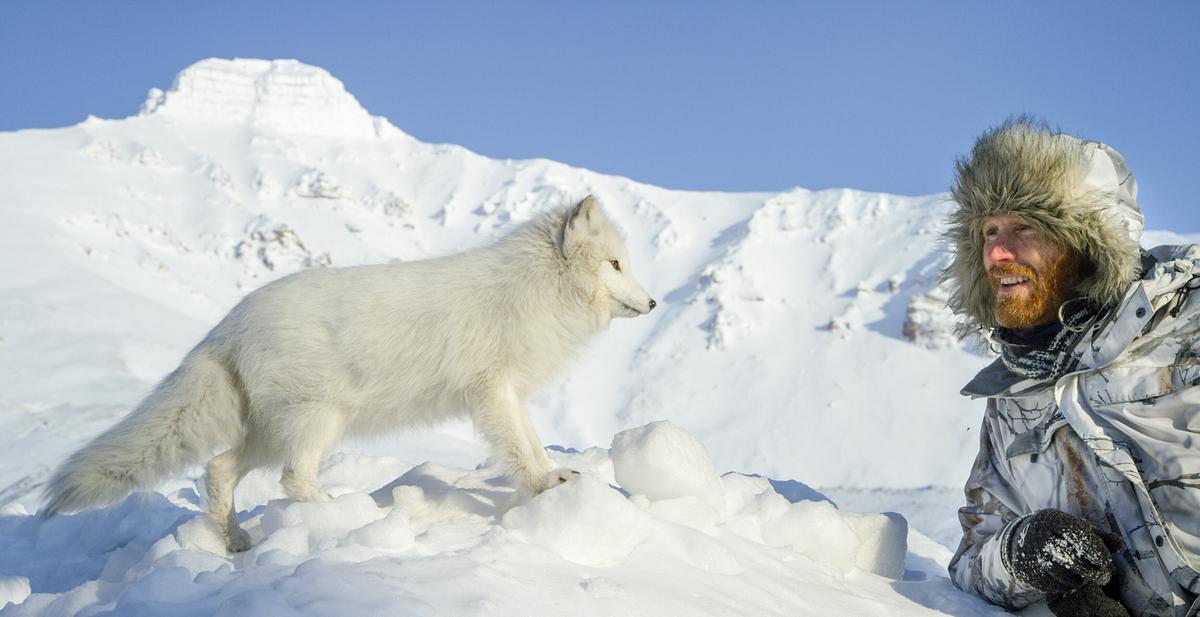 © ORF/NDR Naturfilm/Theo Jebb Ein Polarfuchs rechts im Bild, er schaut zu dem Fotografen links im Bild, der sich mit dem Ellbogen in den Schnee stützt. Er trägt eine Perlzmütze und Tarnkleidung.