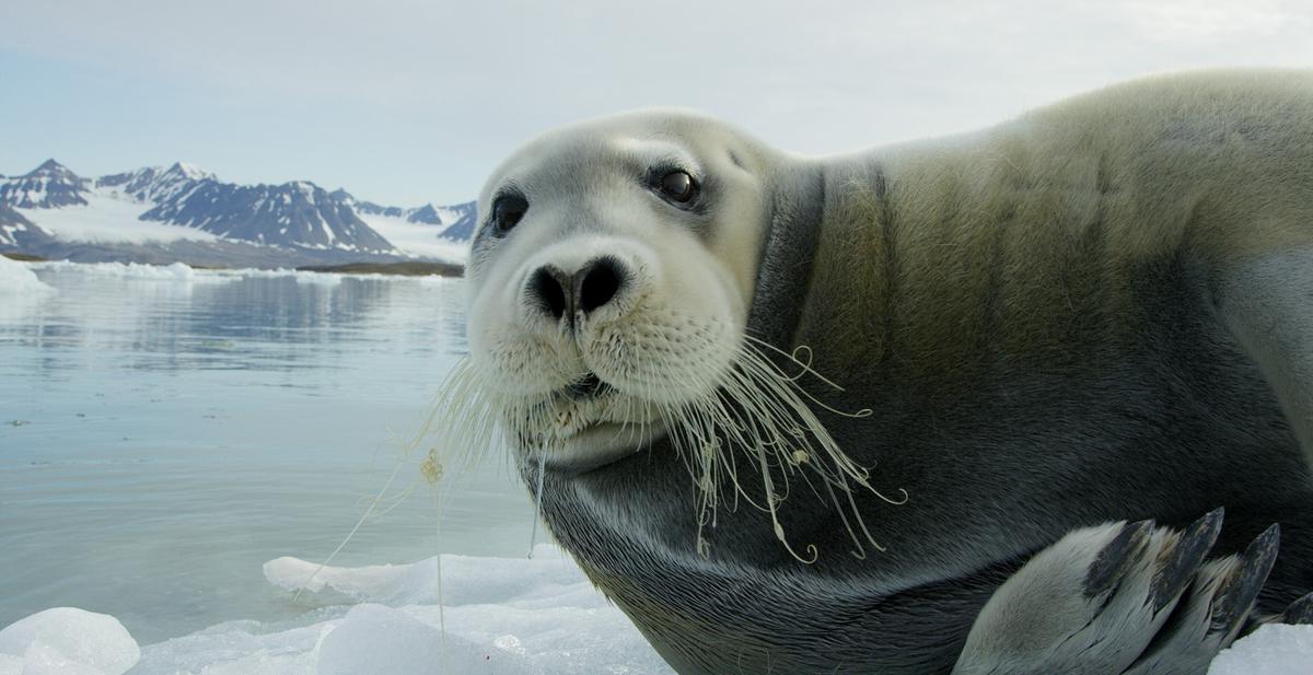 © ORF/NDR Naturfilm/Asgeir Helgestad Eine Robbe im Bildvordergrund, sie blickt direkt in die Kamera. Hinter ihr das Meer und schneebedeckte Berge.