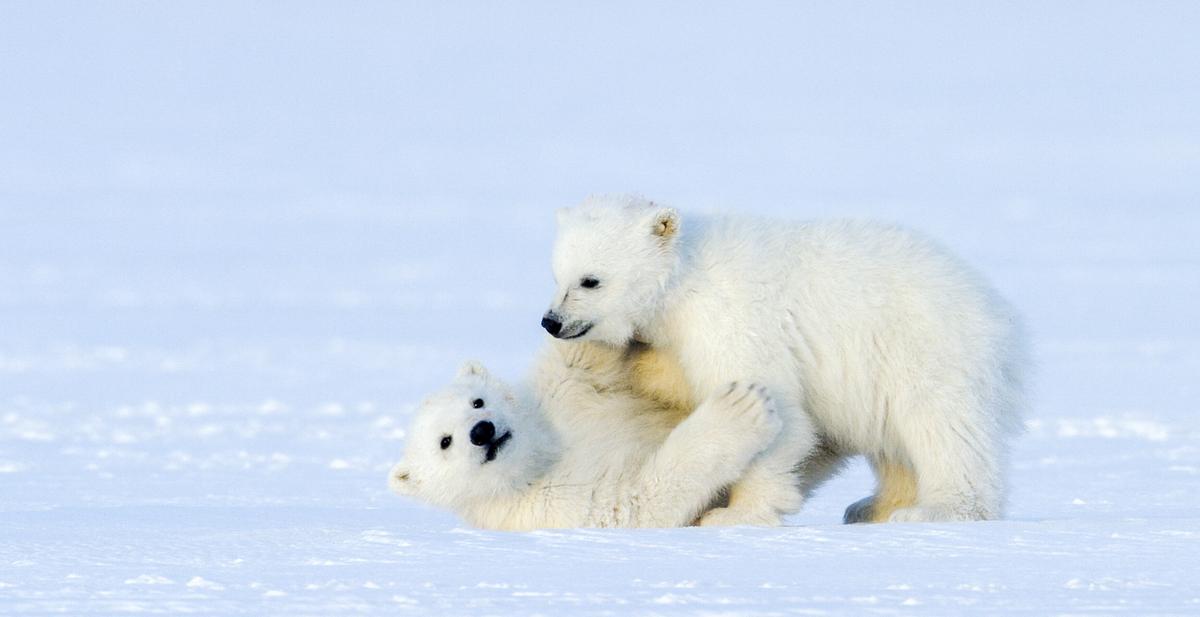© ORF/NDR Naturfilm/Asgeir Helgestad Zwei Eisbärjungen balgen im Schnee.