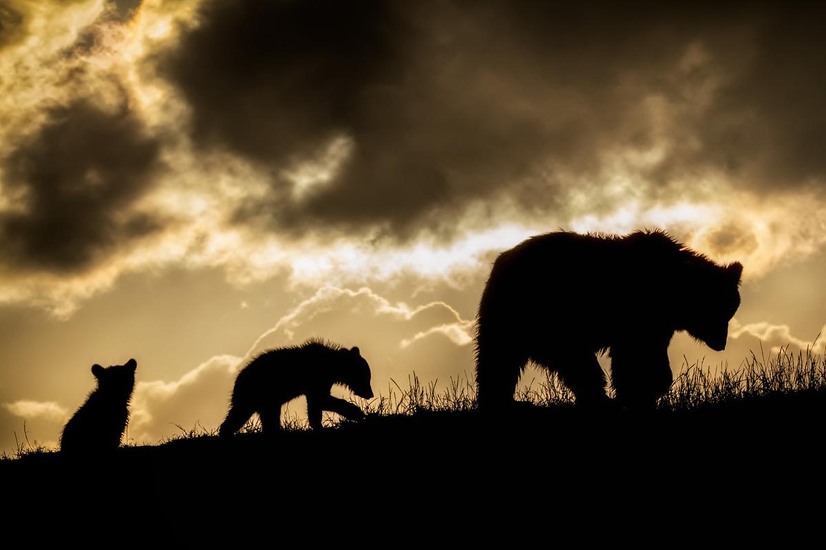 © ORF/Crossing the Line/Peter Strøiman/Dreamstime Die Silhouetten einer Bärin und ihrer beiden Jungen, eines geht hinter ihr, das andere sitzt.