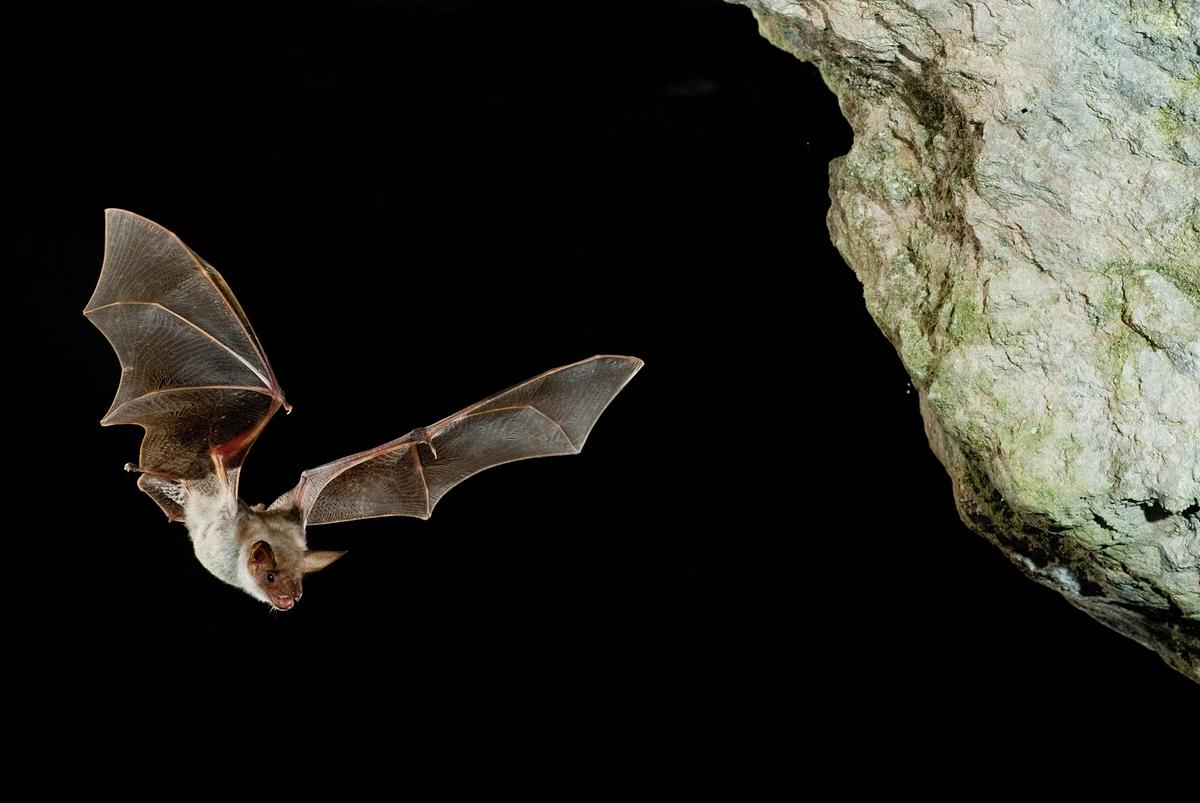 © ORF/Crossing the Line/FJAH/Shutterstock Eine Fledermaus fliegt vor schwarzem Hintergrund auf einen Felsen zu.