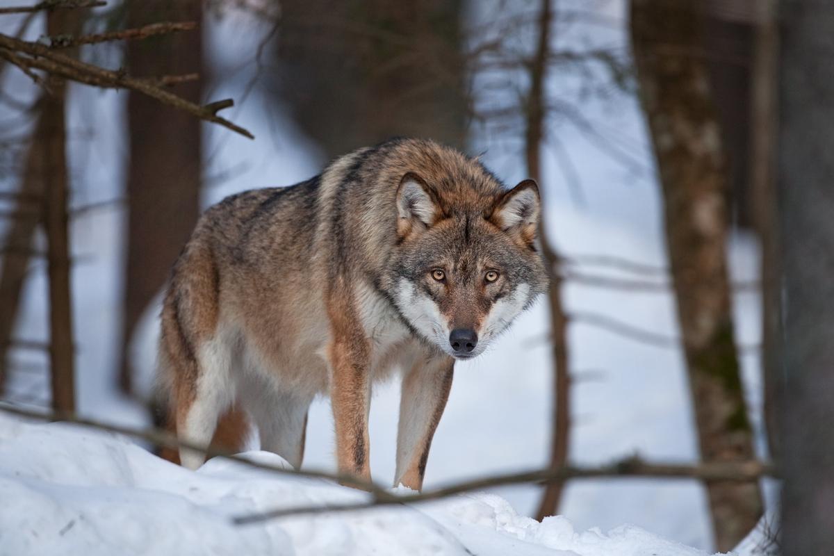 © ORF/Crossing the Line/Martin Prochazkacz/Shutterstock Ein Wolf in leicht geduckter Haltung im verschneiten Wald.
