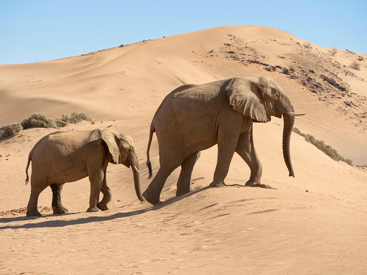 Ein junger und ein erwachsener Elefant gehen hintereinander über eine Düne.