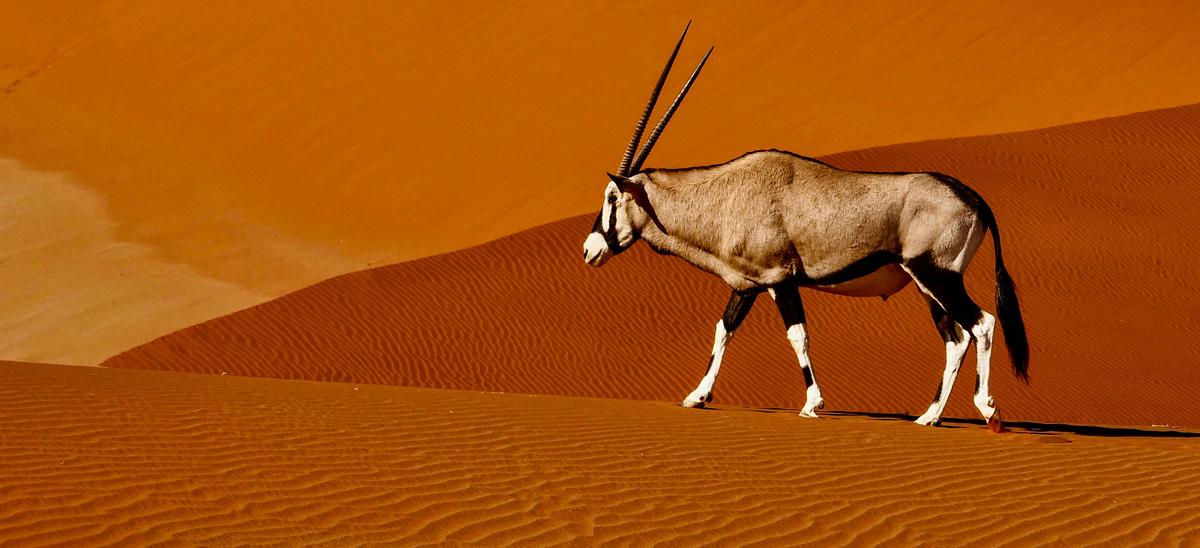 Ein Spießbock mit den typischen langen, spitzen Hörnern, schwarzen Markierungen an den Flanken und der schwarz-weißen Gesichtsmaske. Er schreitet nach links gewendet über roten Sand.