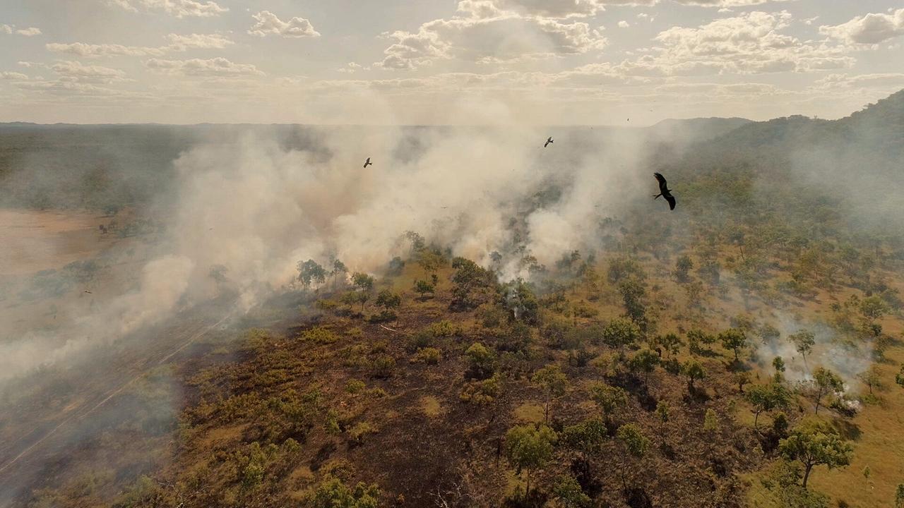 Rauchschwaden steigen über dem australischen Busch auf, darüber fliegen drei Raubvögel.