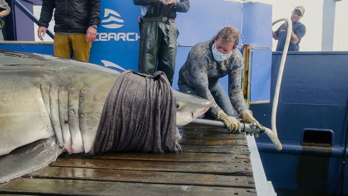 Ein weißer Hai liegt auf einer Plattform, sein Kopf ist in ein Tuch eingewickelt. Ein Mann hält ein Rohr, das Wasser ins Maul des Hais pumpt.